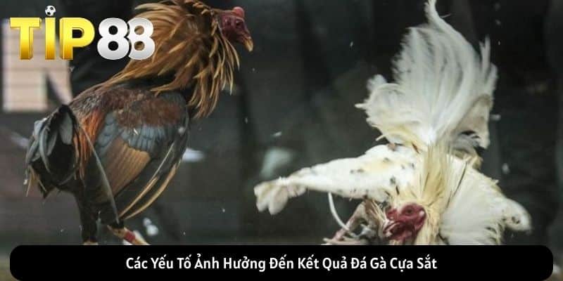 Các Yếu Tố Ảnh Hưởng Đến Kết Quả Đá Gà Cựa Sắt