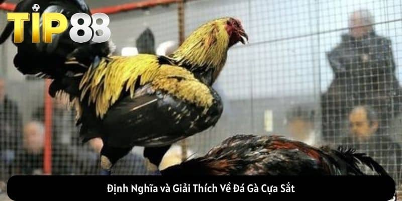 Đá Gà Cựa Sắt