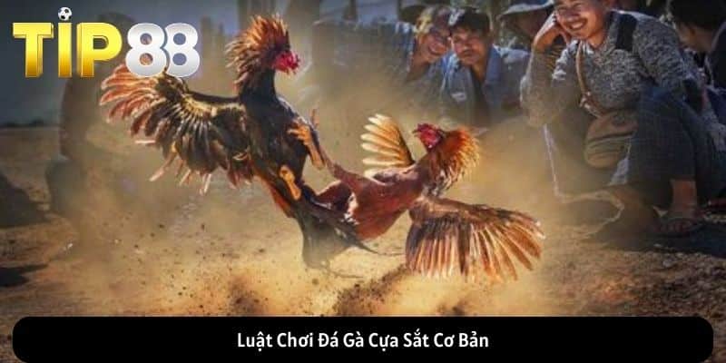 Luật Chơi Đá Gà Cựa Sắt Cơ Bản